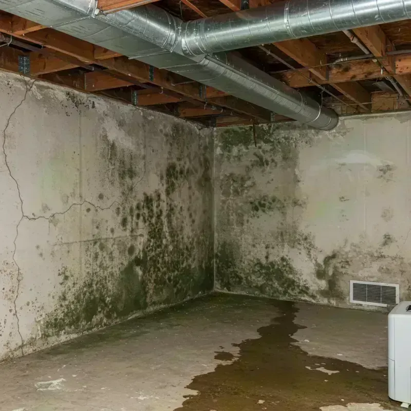 Professional Mold Removal in The Pinery, CO